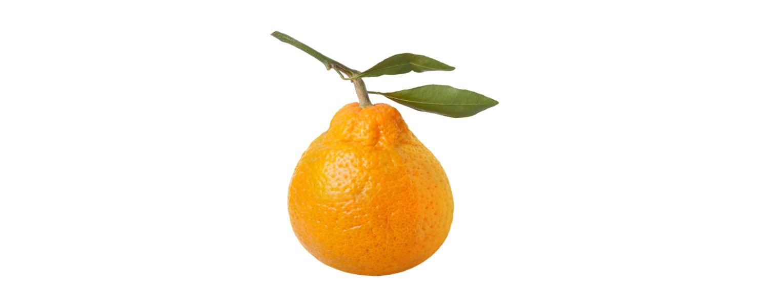 Satsuma 