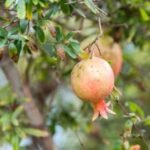 Grow Pomegranate at Home