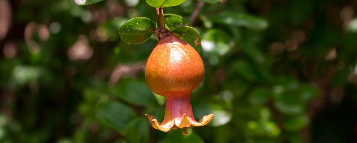 Grow Pomegranate at Home