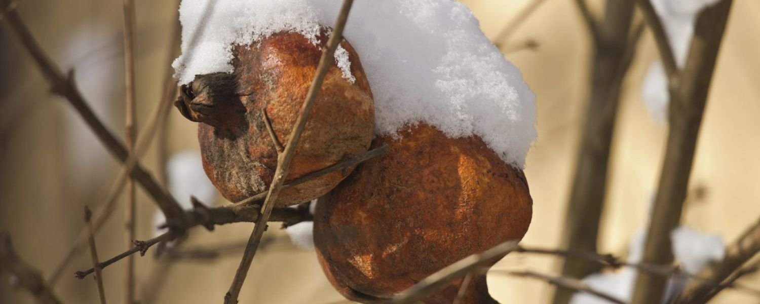 Winter protection for pomegranate trees in cold climates