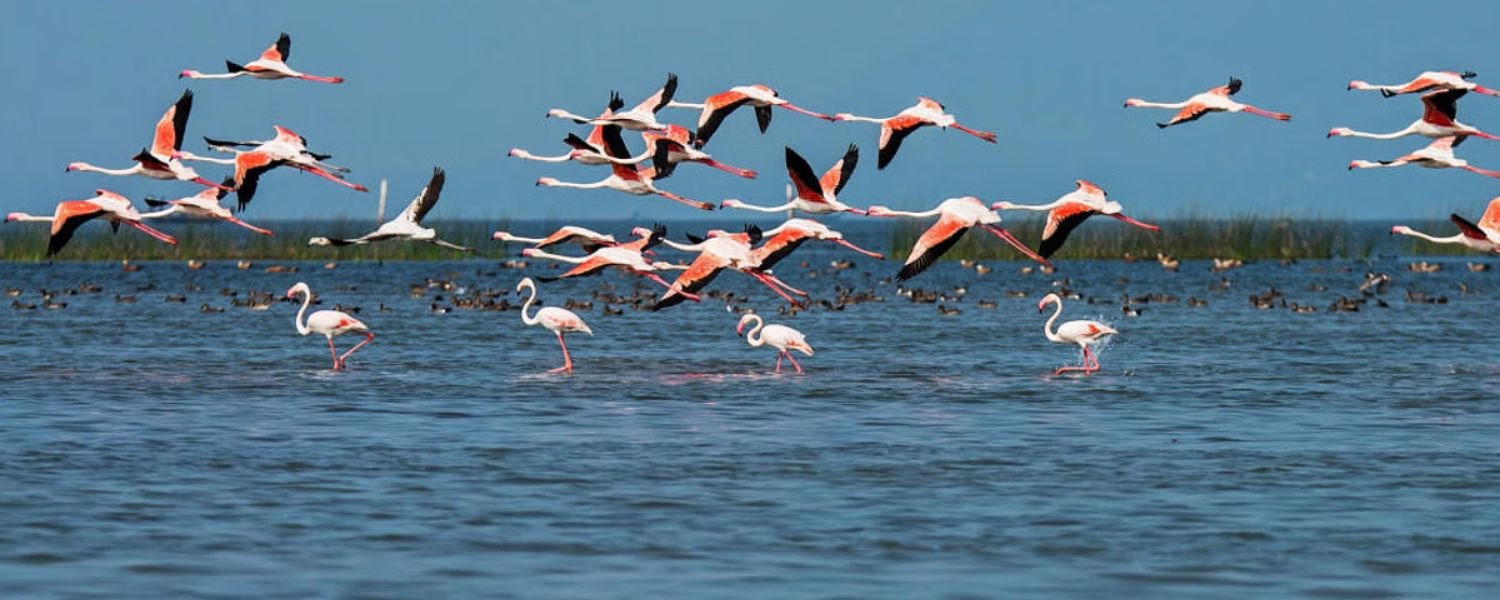 Chilika Lake photos,
chilika lake dolphins,
Chilika Lake Resort,
Chilika Lake is freshwater or saltwater,
Chilika Lake in which district, 
Chilika Lake is famous for,
Chilika Lake is situated in which river,
