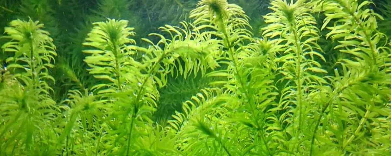 Floating plants names, Floating plants indoor, Floating plants names and pictures, rooted floating plants, They make a good snack, 