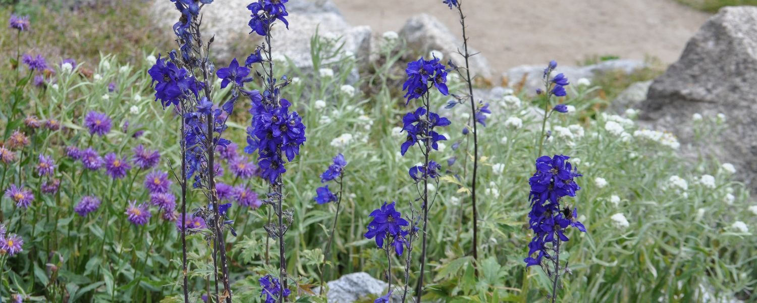 flora of Ladakh with name, flora and fauna of Ladakh, flora of Ladakh with name, Flora of Ladakh paragraph, 