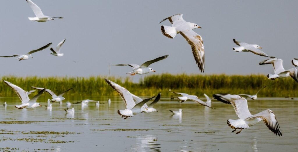 Migratory Birds in India