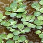 Floating plants names, Floating plants indoor, Floating plants names and pictures, rooted floating plants, They make a good snack,