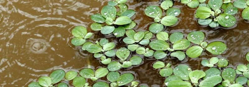 Floating plants names, Floating plants indoor, Floating plants names and pictures, rooted floating plants, They make a good snack,