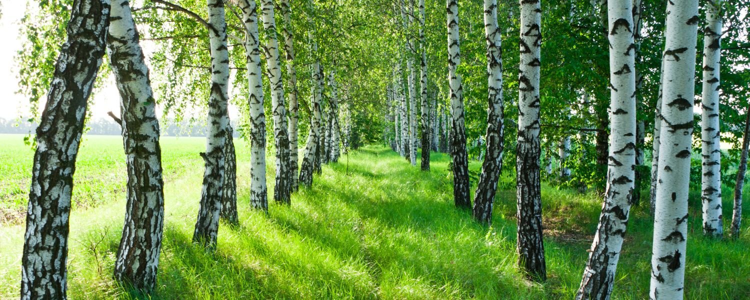 birch tree, birch forest