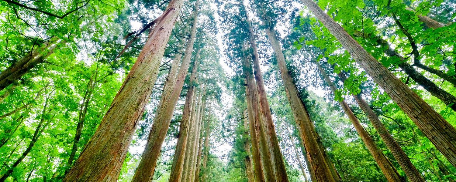 cedar tree, tall tree