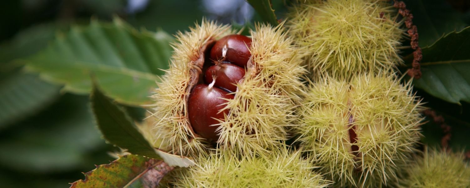 chestnut tree, chest nut, chestnut leaves