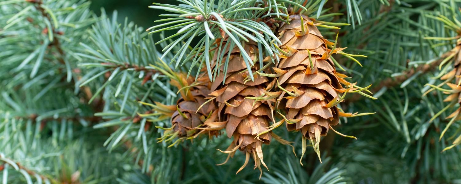 Douglas Fir tree, Douglas Fir cones