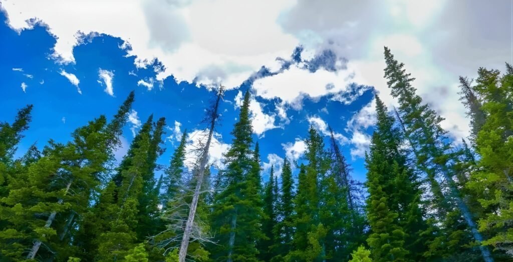 Forest Plants and Their Benefits