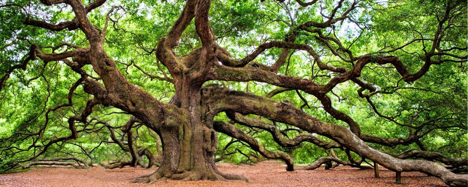 oak tree, oak forest