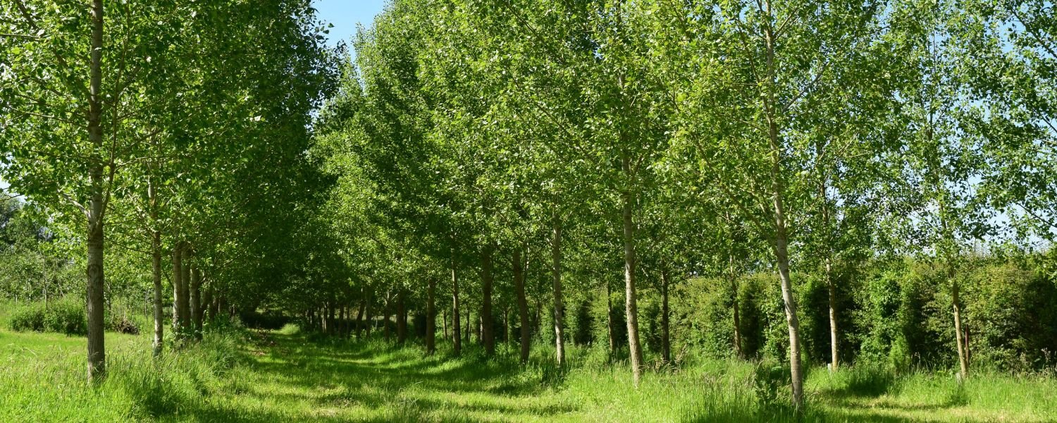 poplar tree, poplar forest