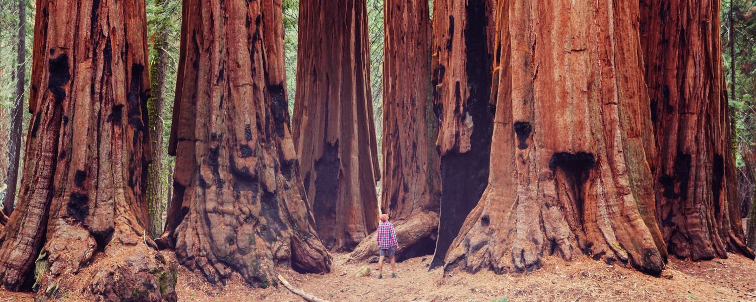 redwood tree, giant red wood