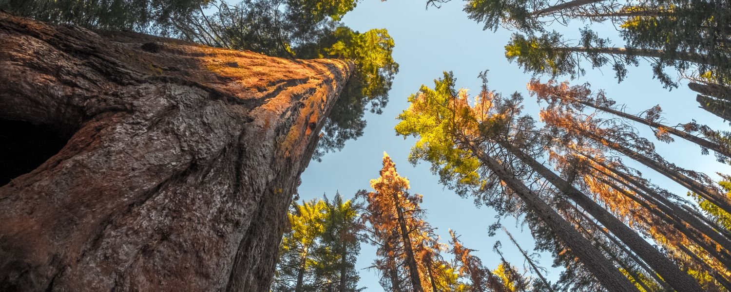 sequoia tree, tall sequoia tree, tall sequoia