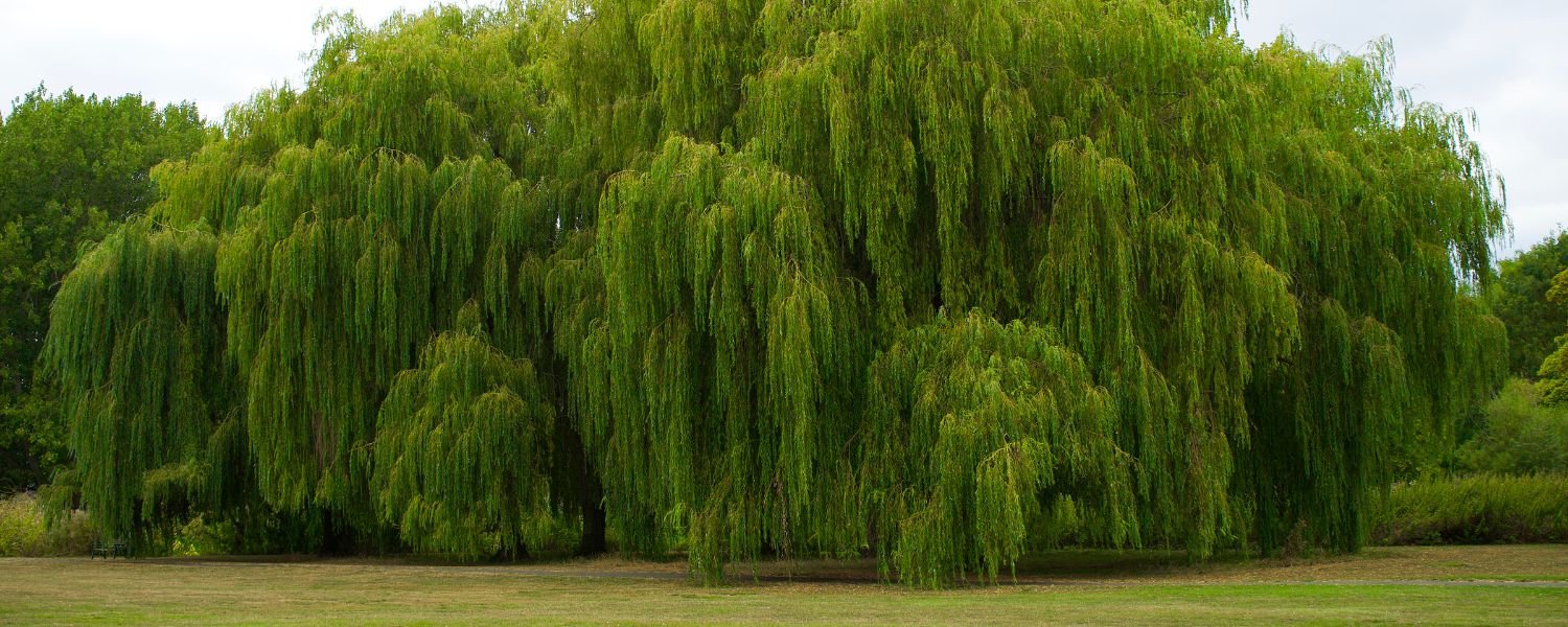 dense willow, dense willow tree, willow tree forest