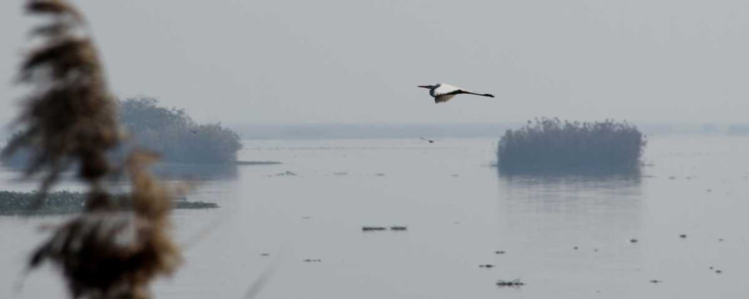 Ropar Wetlands A Haven for Birdwatchers