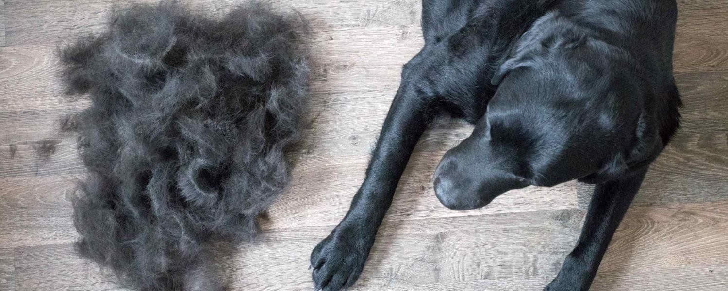 excessive shedding in dogs