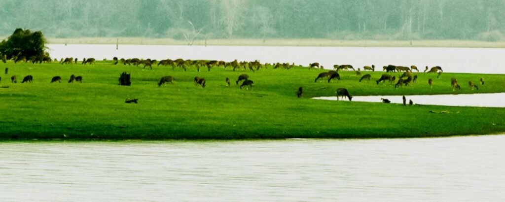 Kabini