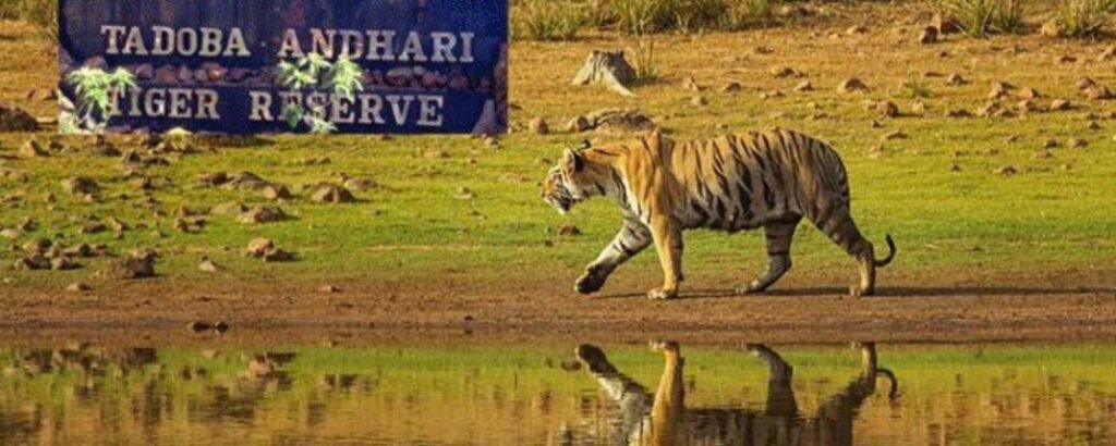 Tadoba National Park