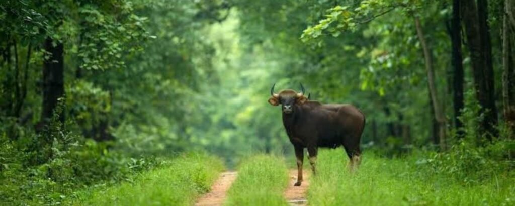 Indravati National Park  