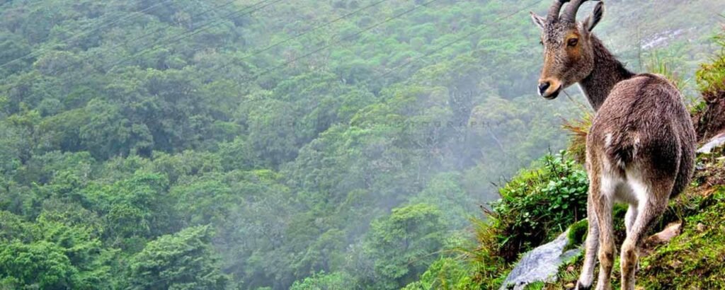 Eravikulam National Park