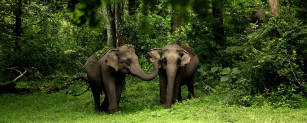 Wayanad Wildlife Sanctuary