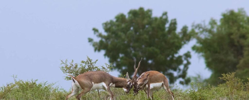 Rollapadu Wildlife Sanctuary 