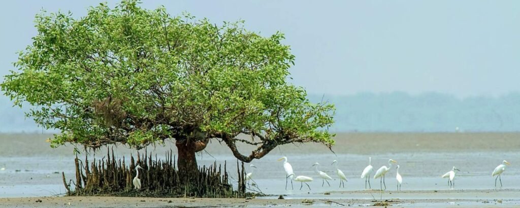 Coringa Wildlife Sanctuary