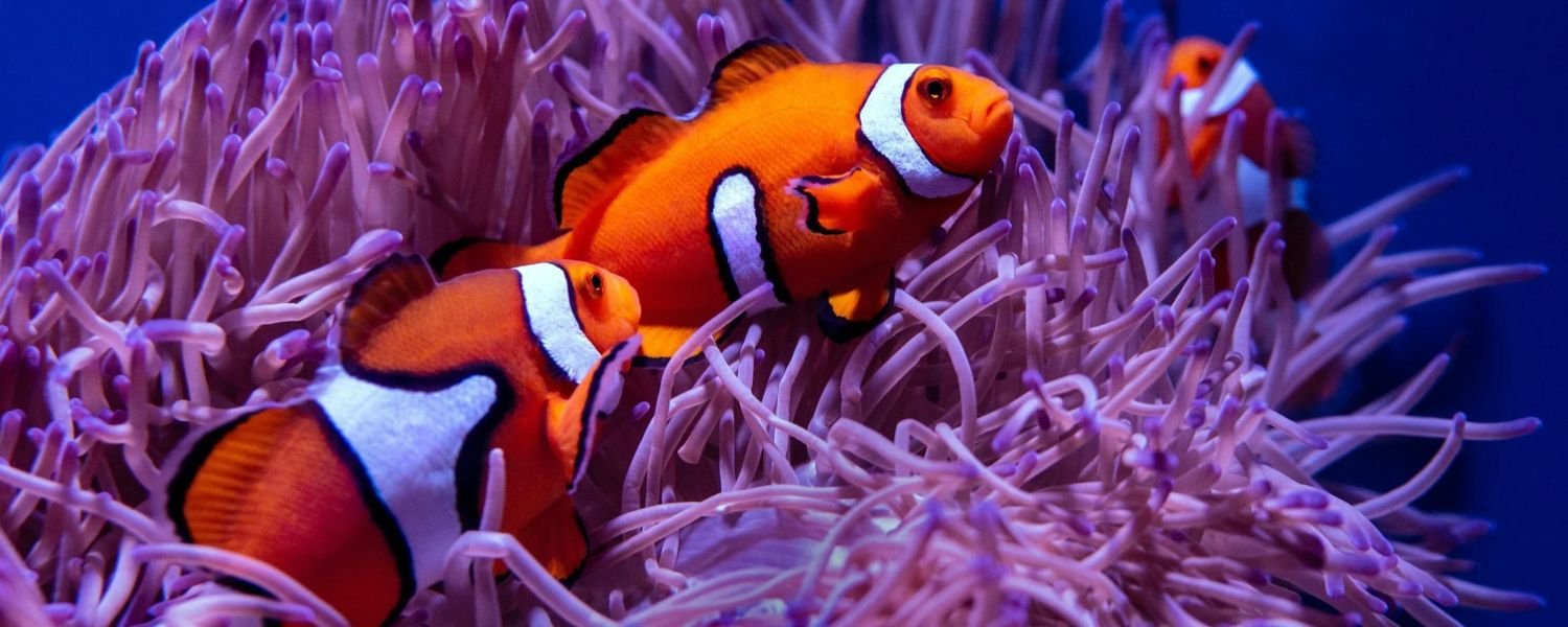 Anemone and Clownfish, underwater plants