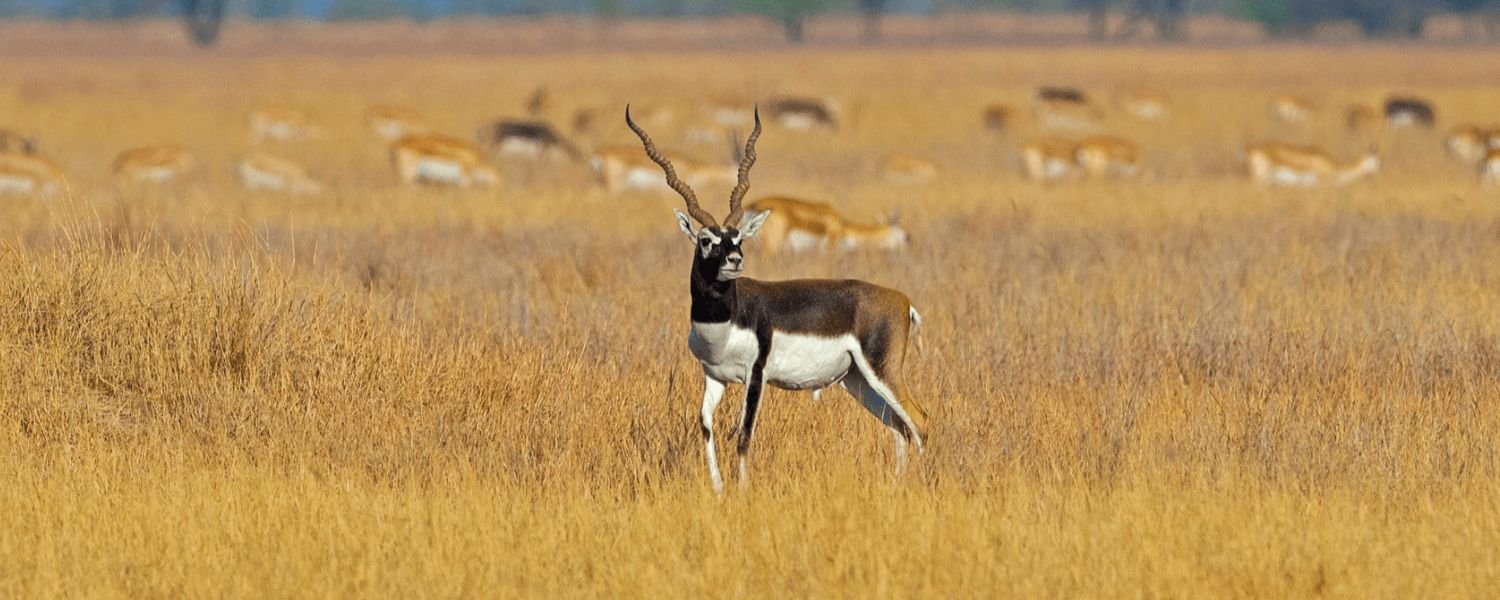 Conservation and Protected Areas