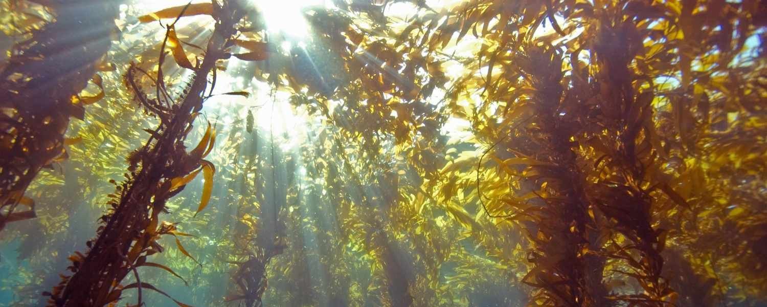 Kelps, underwater plants