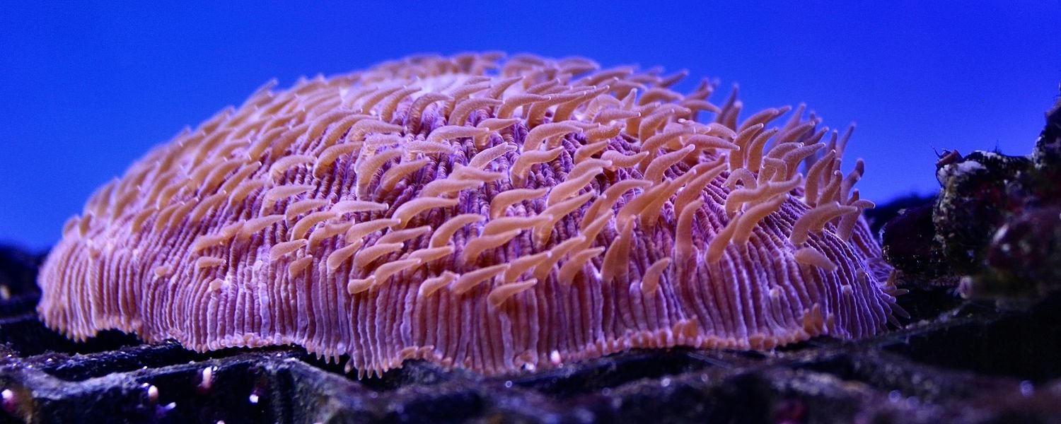 Purple Coral, underwater plants
