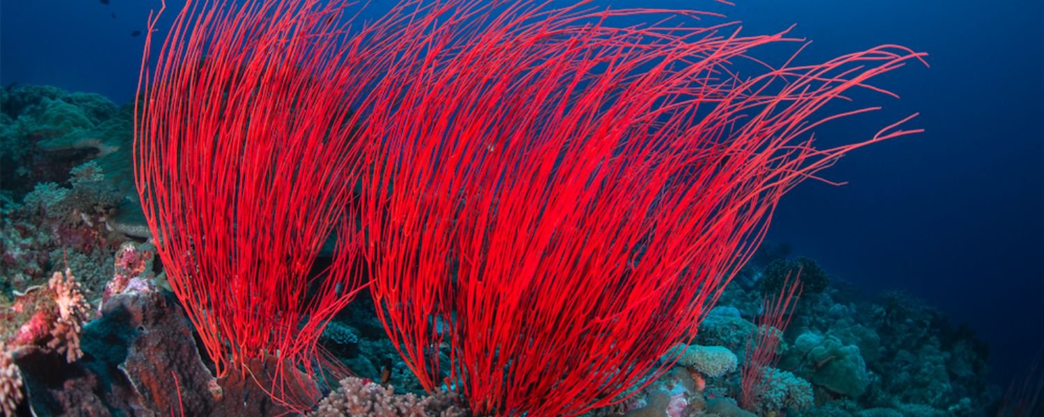 Red Sea Whip, underwater plants