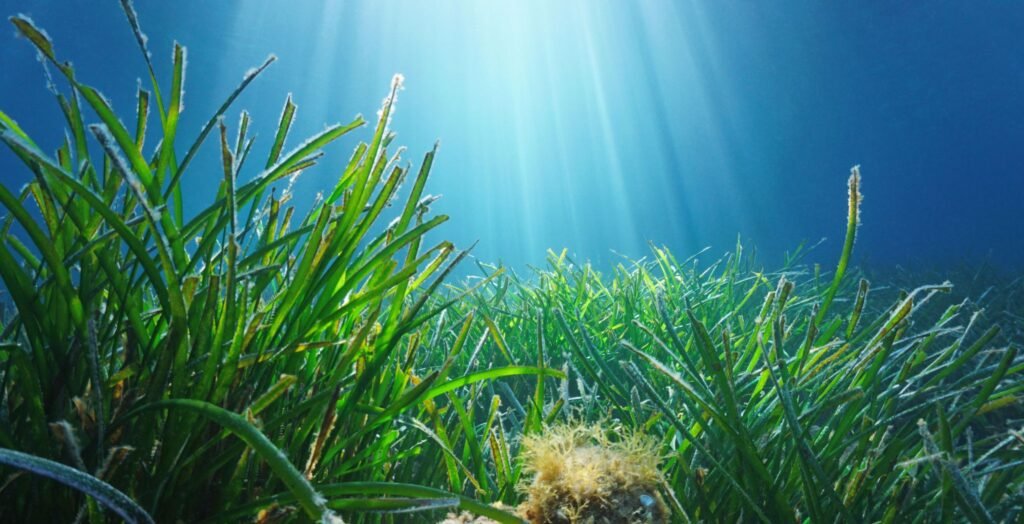 Underwater Plants