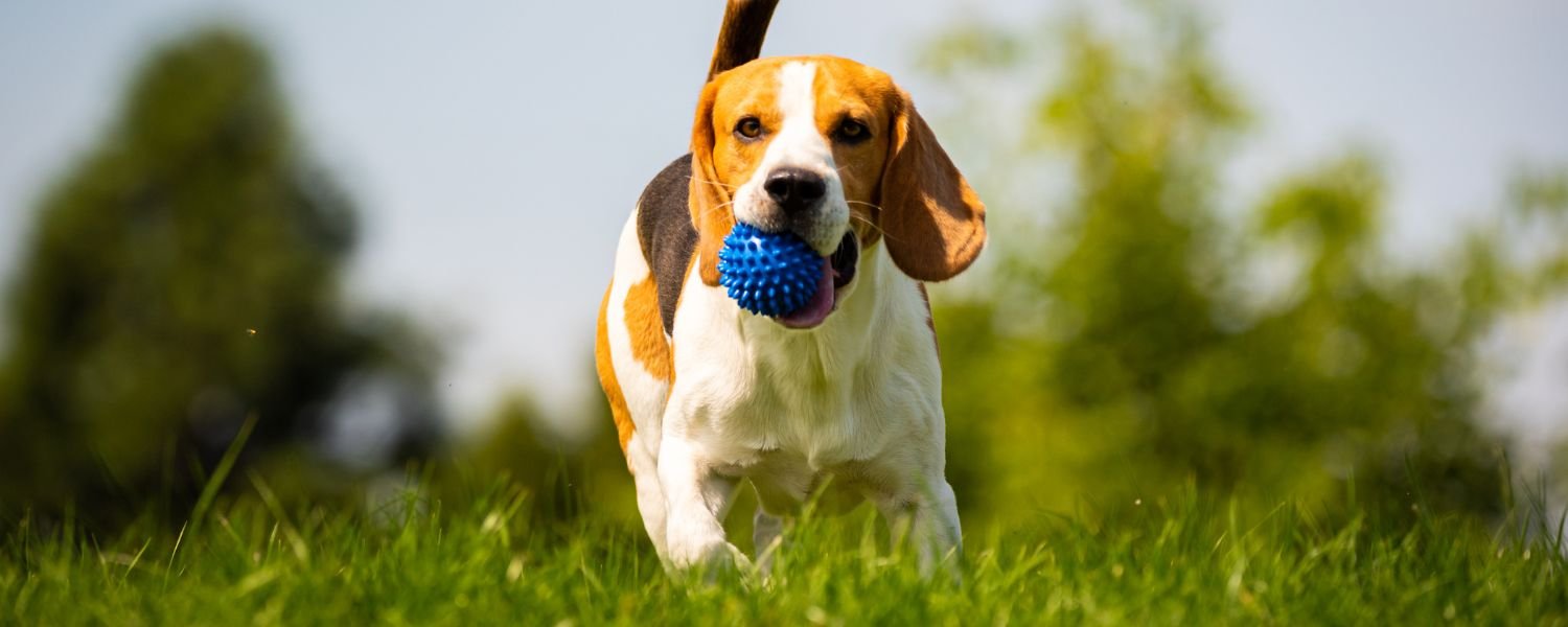 Why Are Chew Toys Beneficial