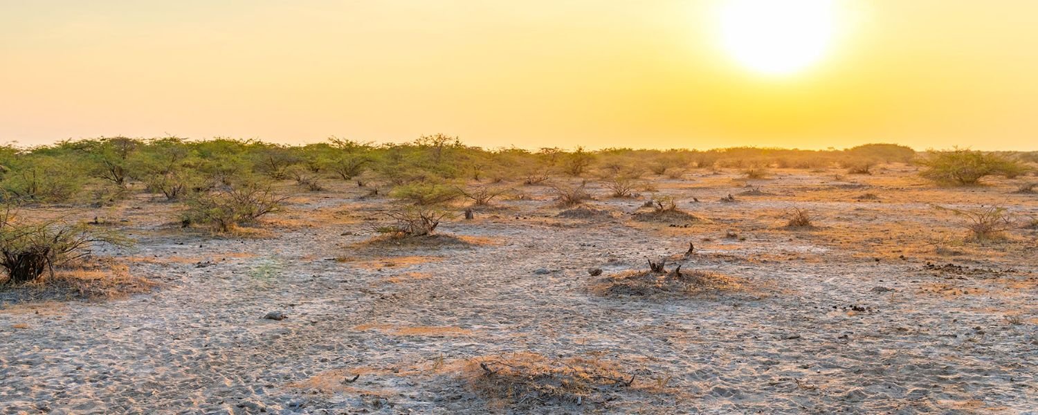 Flora in the Kutch Runn
