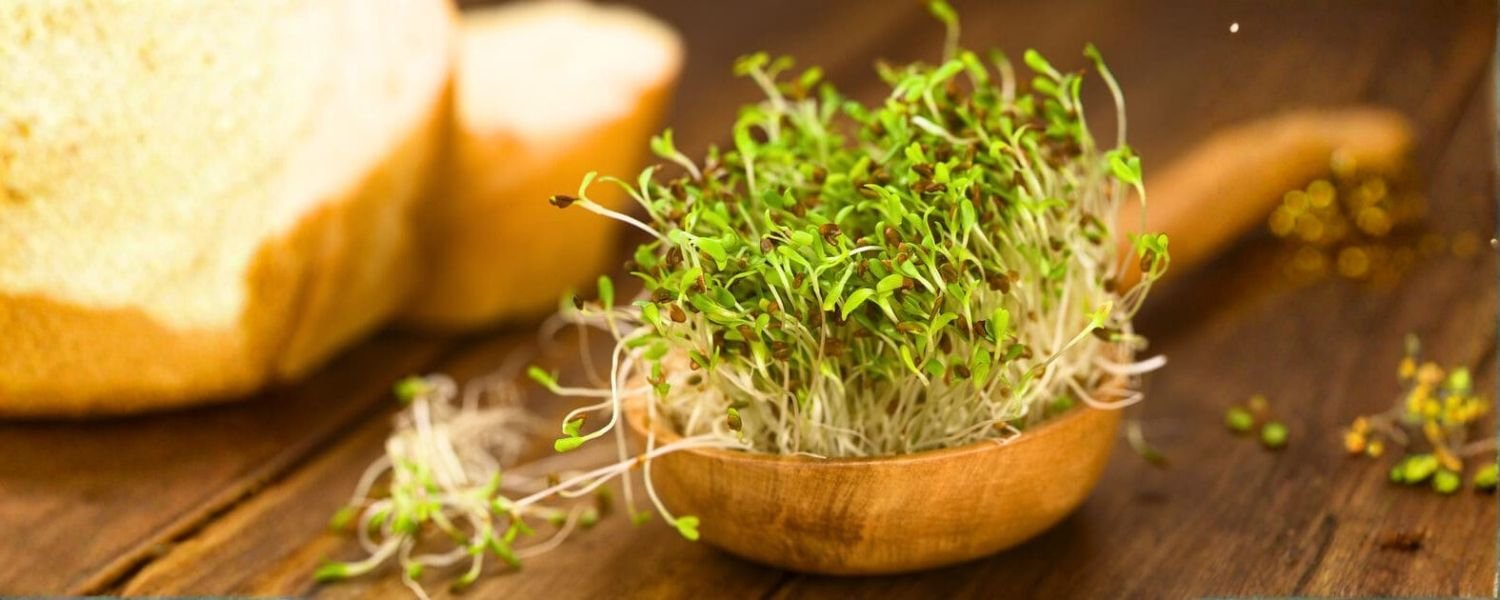 Basic Guide to Sprouting