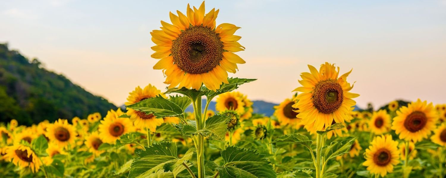 Sunflower, flowers names