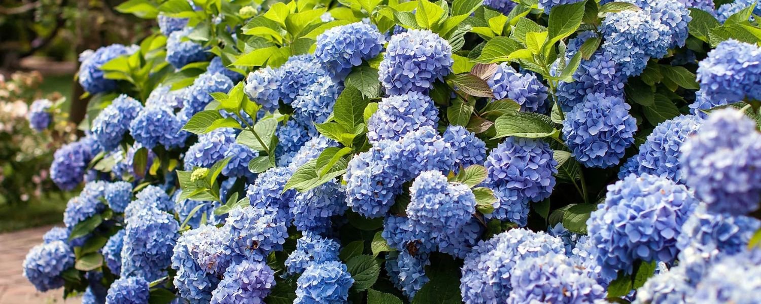  Endless Summer Hydrangea , flowers names