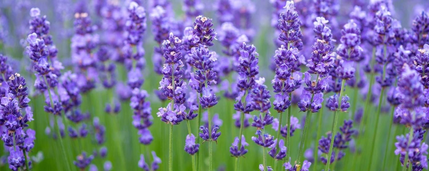 Lavender Flower, flowers names