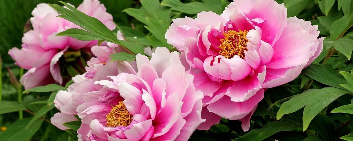 pink Peony flower, flowers names