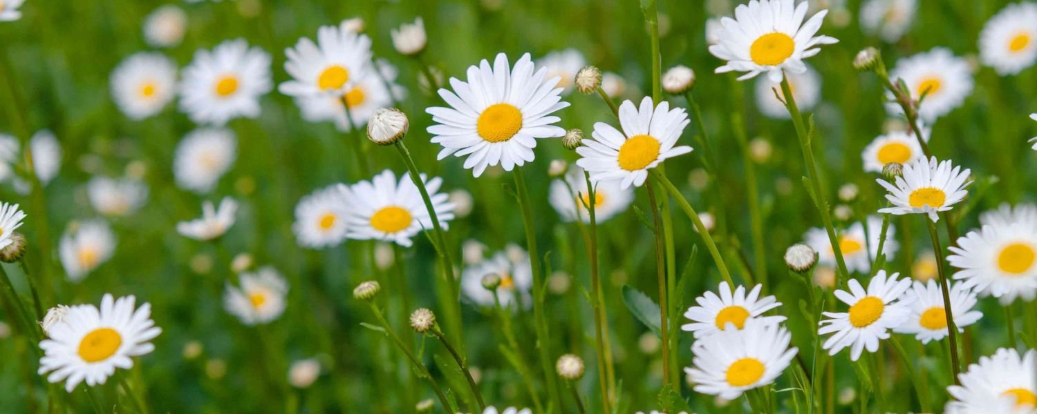 Daisy Flowers Pictures, flowers names