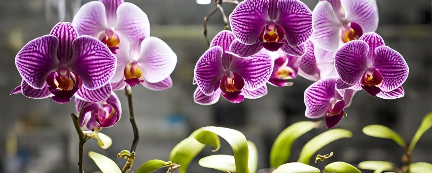 Orchid flower plants, flowers names