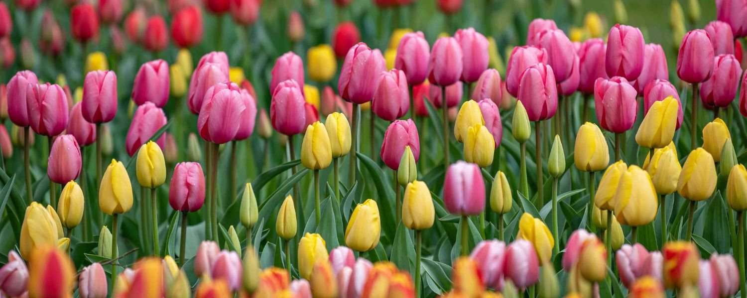 Tulip Garden's flowers, flowers names