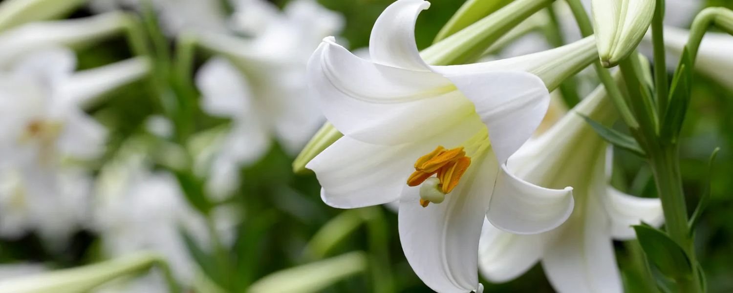 White Lily flower