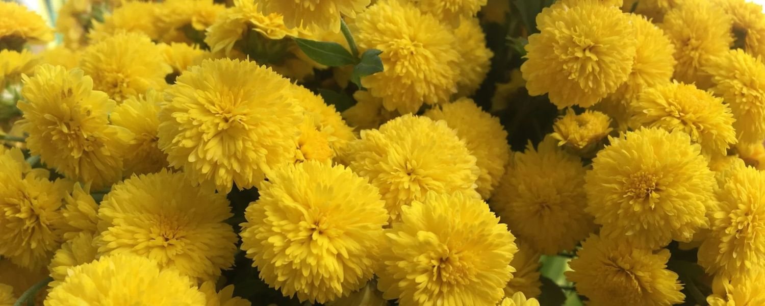 Yellow chrysanthemum Flowers