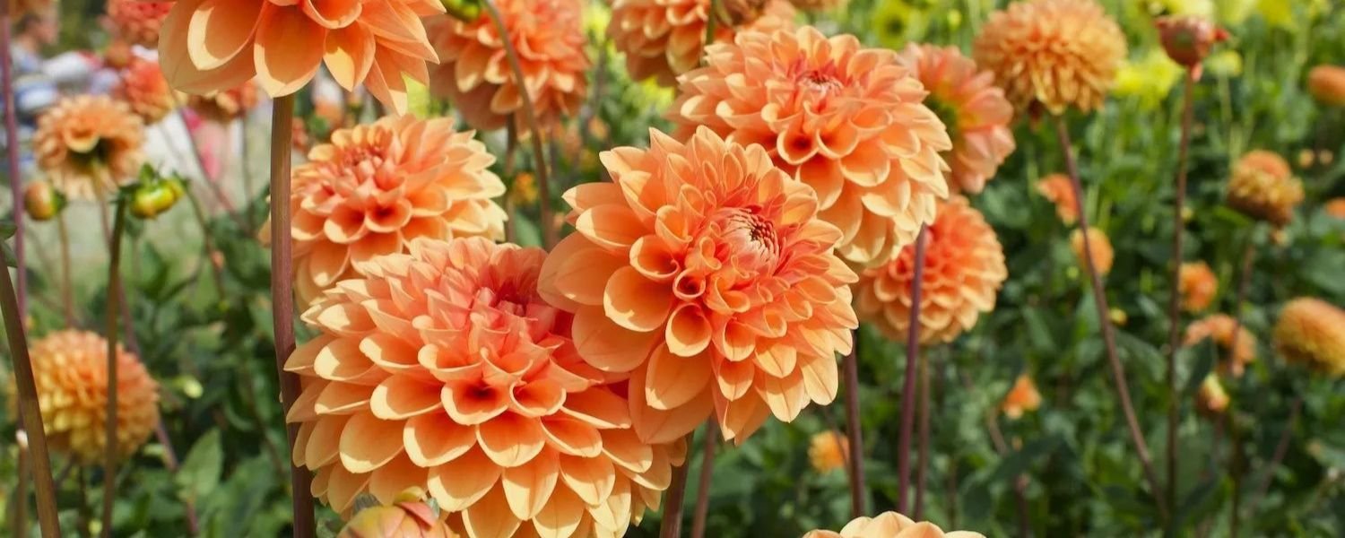 Orange Dahlia flowers