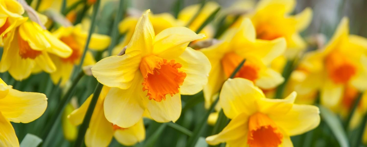 Daffodil flower Images