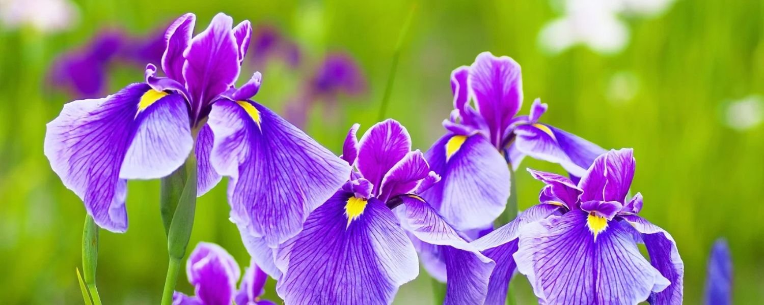 The Iris Flower